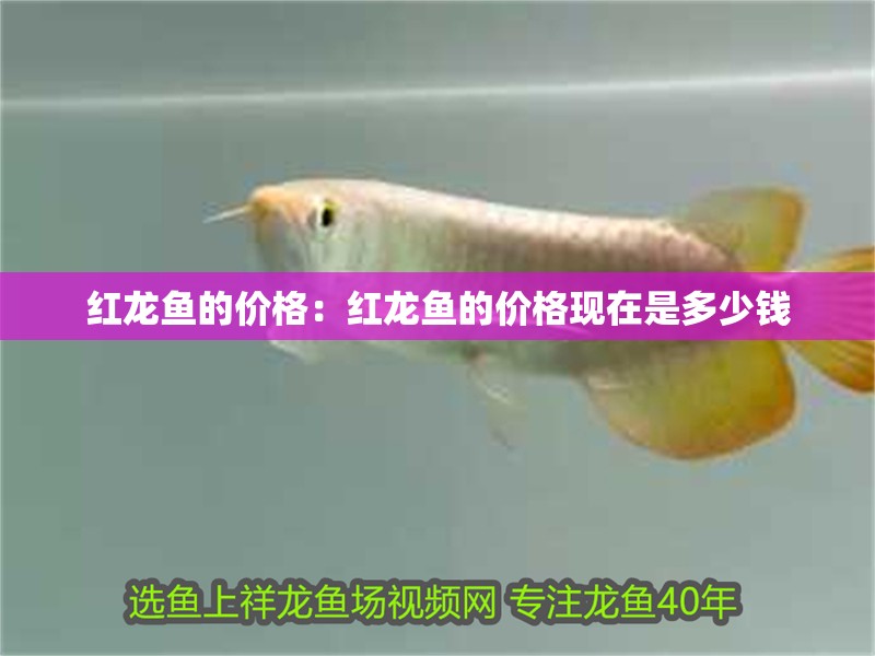 紅龍魚的價格：紅龍魚的價格現在是多少錢