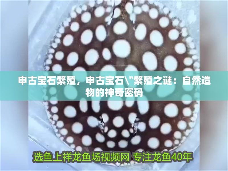 申古寶石繁殖，申古寶石\