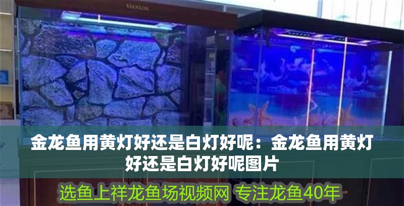 金龍魚用黃燈好還是白燈好呢：金龍魚用黃燈好還是白燈好呢圖片