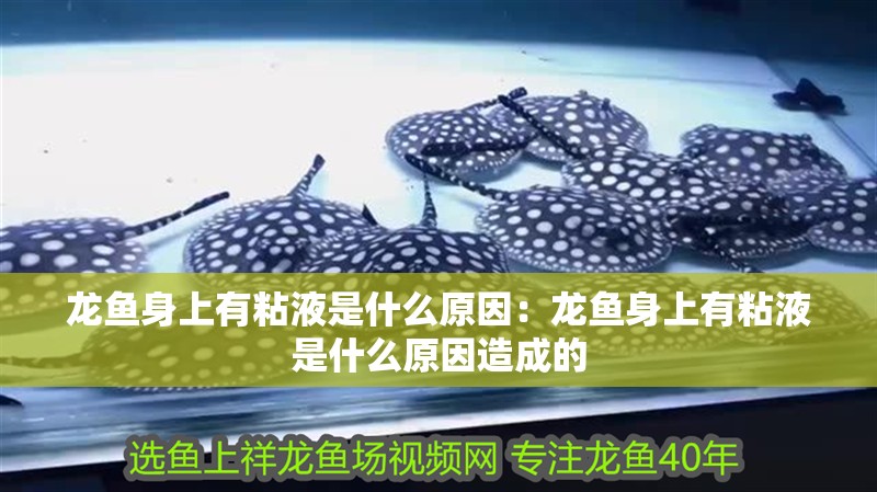 龍魚身上有粘液是什么原因：龍魚身上有粘液是什么原因造成的