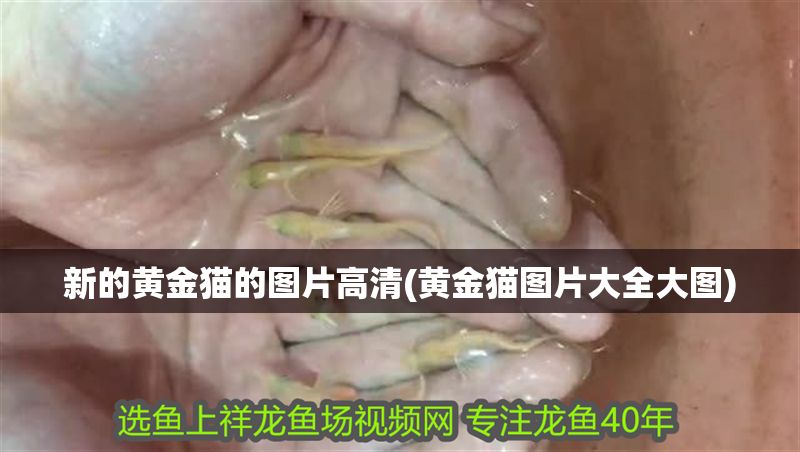 新的黃金貓的圖片高清(黃金貓圖片大全大圖)