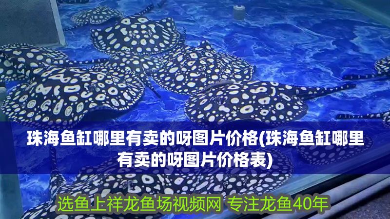 珠海魚缸哪里有賣的呀圖片價格(珠海魚缸哪里有賣的呀圖片價格表) 珠海魚缸哪里有賣的呀圖片價格(珠海魚缸哪里有賣的呀圖片價格表) 錦鯉魚百科 第1張