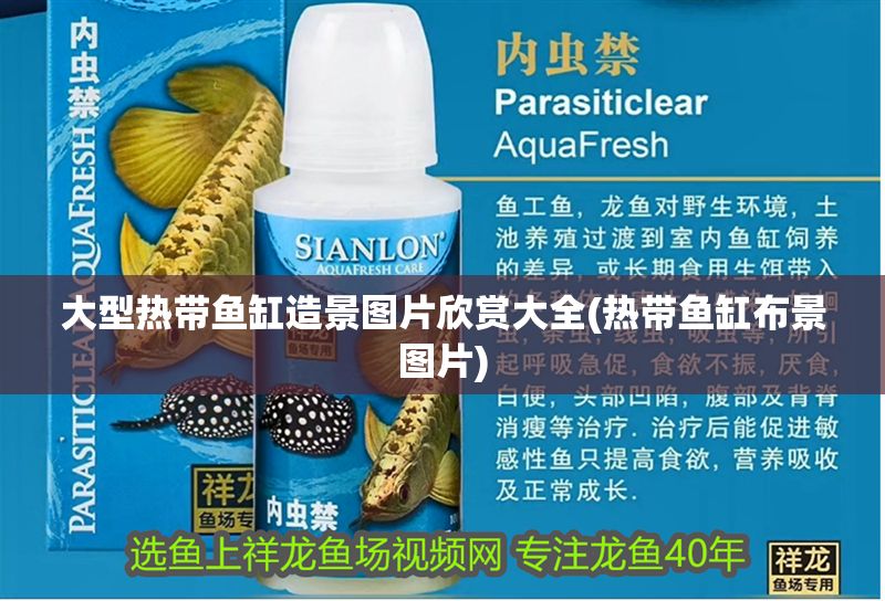 大型熱帶魚(yú)缸造景圖片欣賞大全(熱帶魚(yú)缸布景圖片)