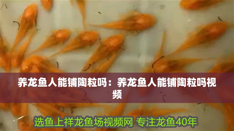 養(yǎng)龍魚人能鋪陶粒嗎：養(yǎng)龍魚人能鋪陶粒嗎視頻