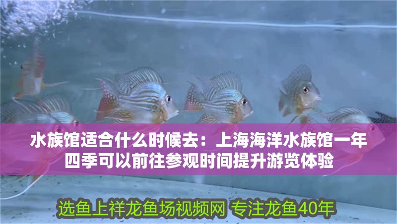 水族館適合什么時(shí)候去：上海海洋水族館一年四季可以前往參觀時(shí)間提升游覽體驗(yàn)