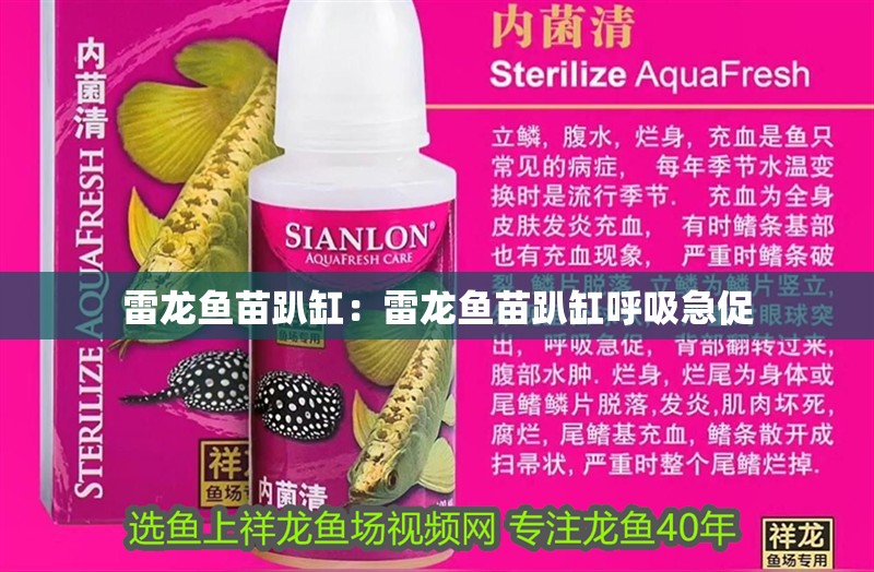 雷龍魚苗趴缸：雷龍魚苗趴缸呼吸急促