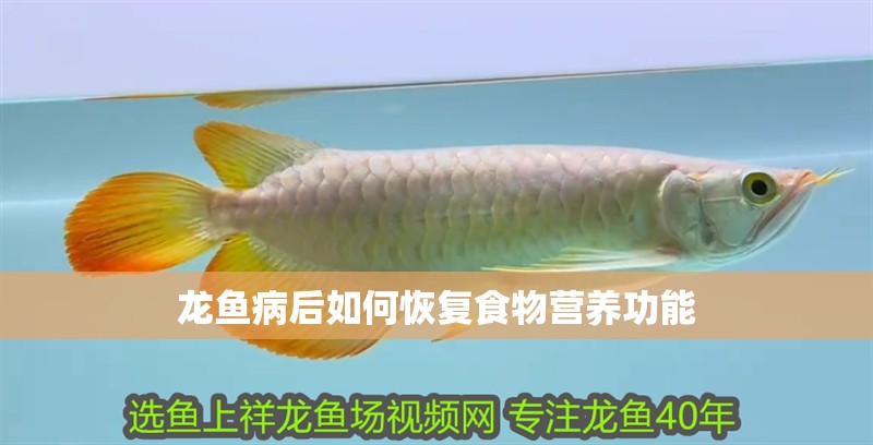 龍魚病后如何恢復食物營養功能