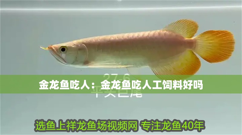 金龍魚吃人：金龍魚吃人工飼料好嗎