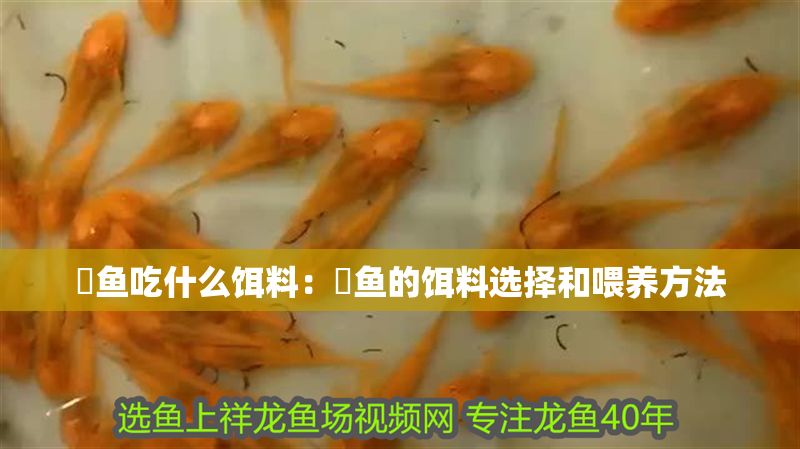 魟魚吃什么餌料:魟魚的餌料選擇和喂養(yǎng)方法 魟魚百科 第2張 魟魚吃什么餌料:魟魚的餌料選擇和喂養(yǎng)方法 魟魚吃什么餌料:魟魚的餌料選擇和喂養(yǎng)方法 魟魚百科 第2張