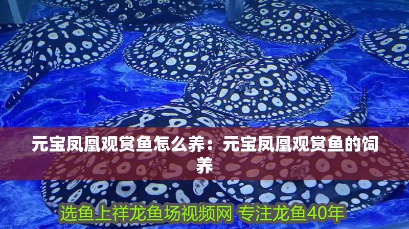 元寶鳳凰觀賞魚怎么養：元寶鳳凰觀賞魚的飼養