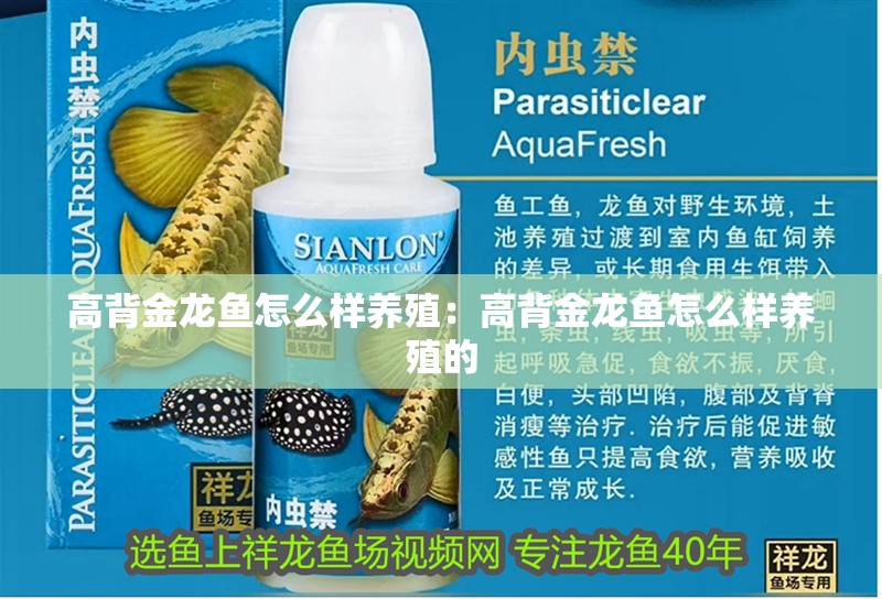 高背金龍魚怎么樣養(yǎng)殖：高背金龍魚怎么樣養(yǎng)殖的