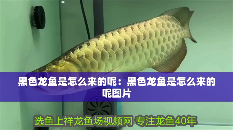 黑色龍魚是怎么來的呢：黑色龍魚是怎么來的呢圖片