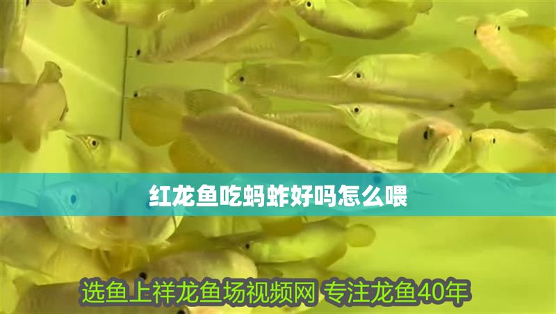 紅龍魚吃螞蚱好嗎怎么喂