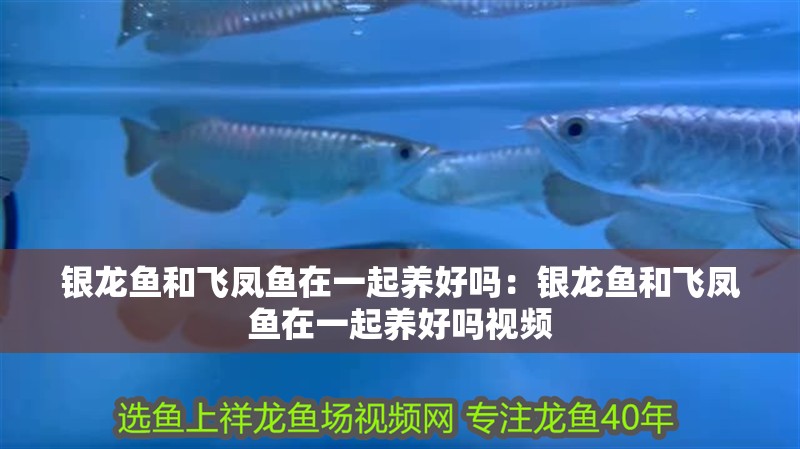 銀龍魚和飛鳳魚在一起養好嗎：銀龍魚和飛鳳魚在一起養好嗎視頻