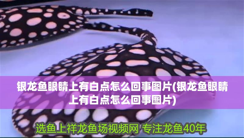銀龍魚眼睛上有白點怎么回事圖片(銀龍魚眼睛上有白點怎么回事圖片)