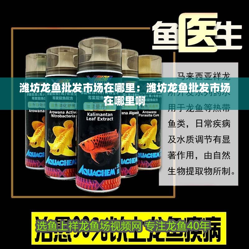 濰坊龍魚批發市場在哪里：濰坊龍魚批發市場在哪里啊