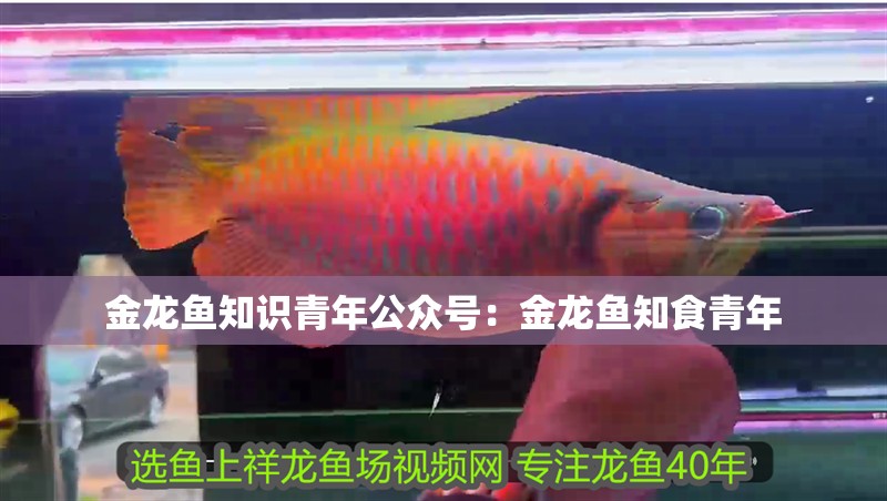 金龍魚知識青年公眾號：金龍魚知食青年
