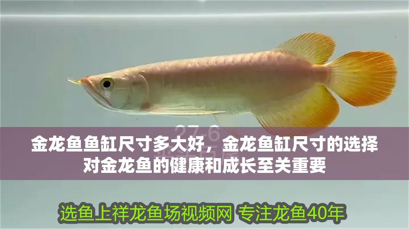 金龍魚魚缸尺寸多大好，金龍魚缸尺寸的選擇對金龍魚的健康和成長至關重要