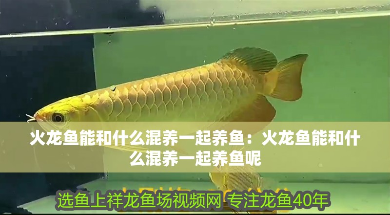 火龍魚能和什么混養(yǎng)一起養(yǎng)魚：火龍魚能和什么混養(yǎng)一起養(yǎng)魚呢