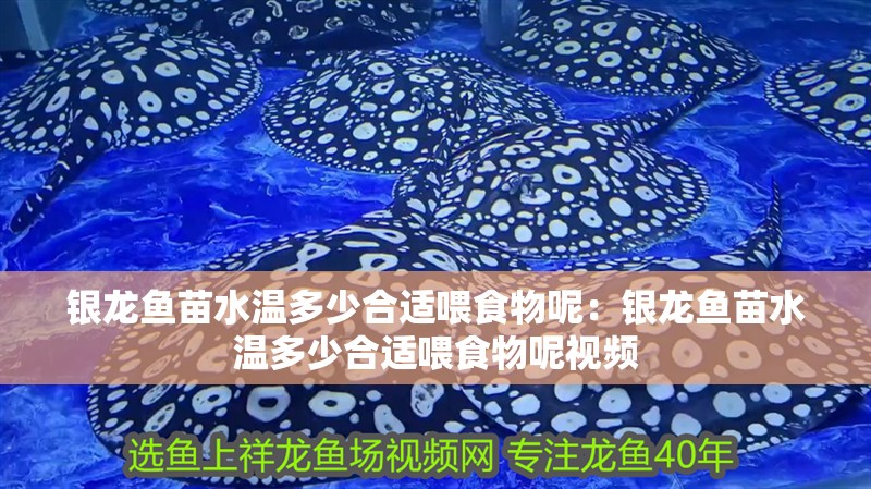 銀龍魚苗水溫多少合適喂食物呢：銀龍魚苗水溫多少合適喂食物呢視頻
