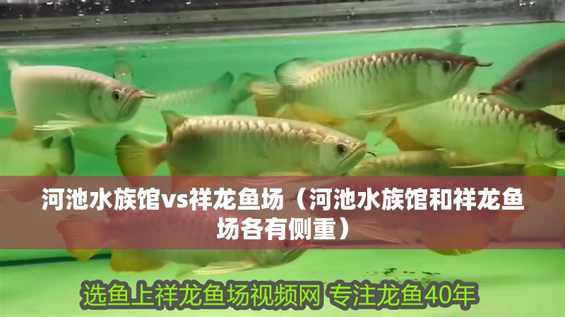 河池水族館vs祥龍魚場（河池水族館和祥龍魚場各有側重）