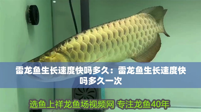雷龍魚生長速度快嗎多久：雷龍魚生長速度快嗎多久一次