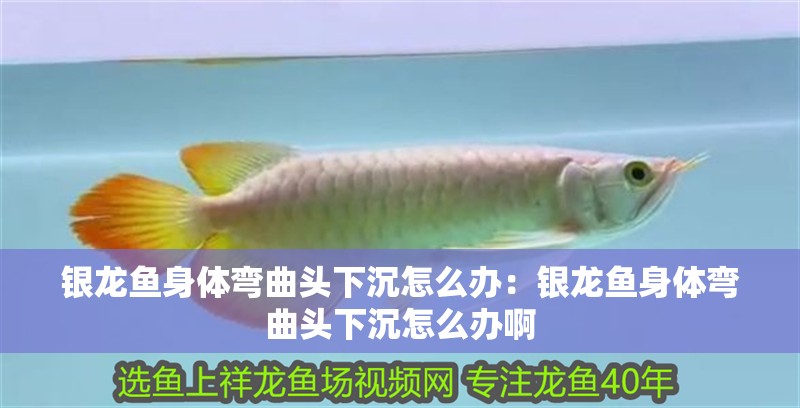 銀龍魚身體彎曲頭下沉怎么辦：銀龍魚身體彎曲頭下沉怎么辦啊