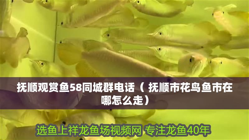 撫順觀賞魚(yú)58同城群電話（ 撫順市花鳥(niǎo)魚(yú)市在哪怎么走）