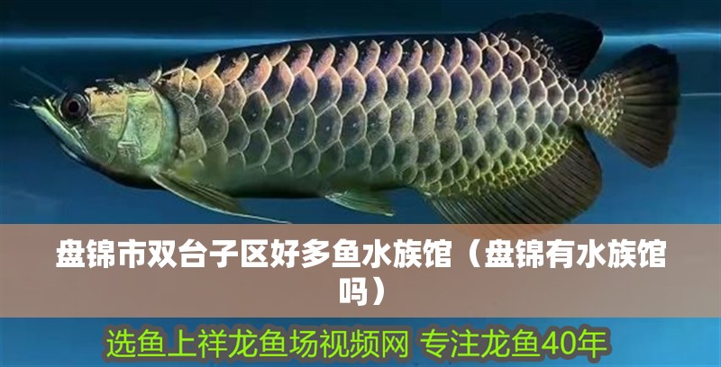 盤錦市雙臺(tái)子區(qū)好多魚水族館（盤錦有水族館嗎） 盤錦市雙臺(tái)子區(qū)好多魚水族館（盤錦有水族館嗎） 全國(guó)水族館企業(yè)名錄 第1張