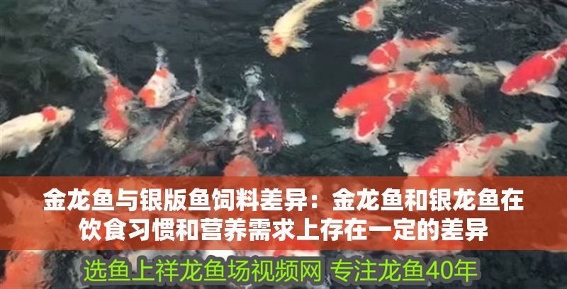 金龍魚與銀版魚飼料差異：金龍魚和銀龍魚在飲食習(xí)慣和營養(yǎng)需求上存在一定的差異