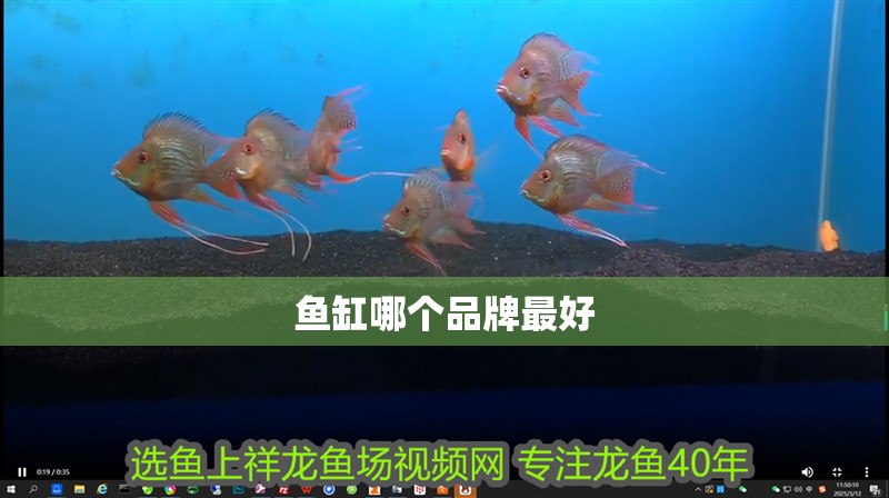 魚缸哪個品牌最好 魚缸哪個品牌最好 龍魚百科 第1張