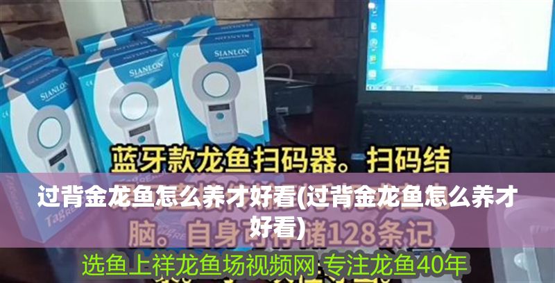 過背金龍魚怎么養(yǎng)才好看(過背金龍魚怎么養(yǎng)才好看)