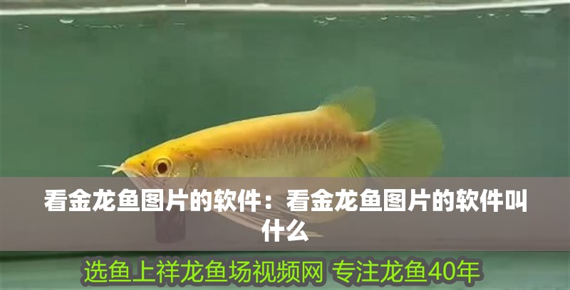 看金龍魚圖片的軟件：看金龍魚圖片的軟件叫什么