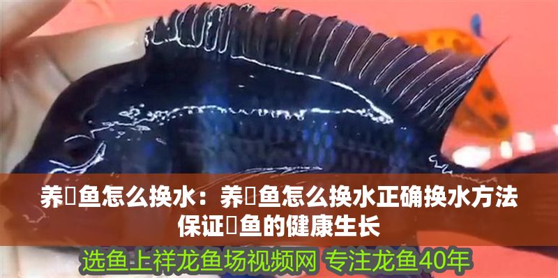 養魟魚怎么換水：養魟魚怎么換水正確換水方法保證魟魚的健康生長