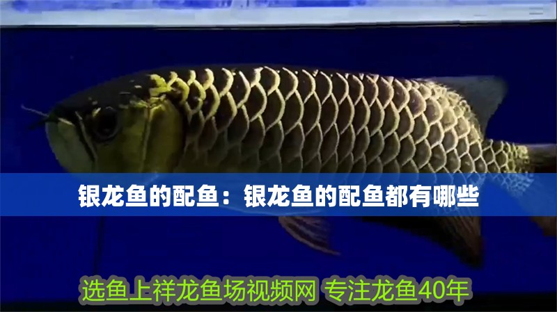 銀龍魚的配魚：銀龍魚的配魚都有哪些