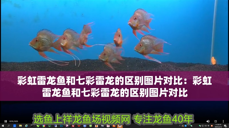 彩虹雷龍魚和七彩雷龍的區(qū)別圖片對比：彩虹雷龍魚和七彩雷龍的區(qū)別圖片對比