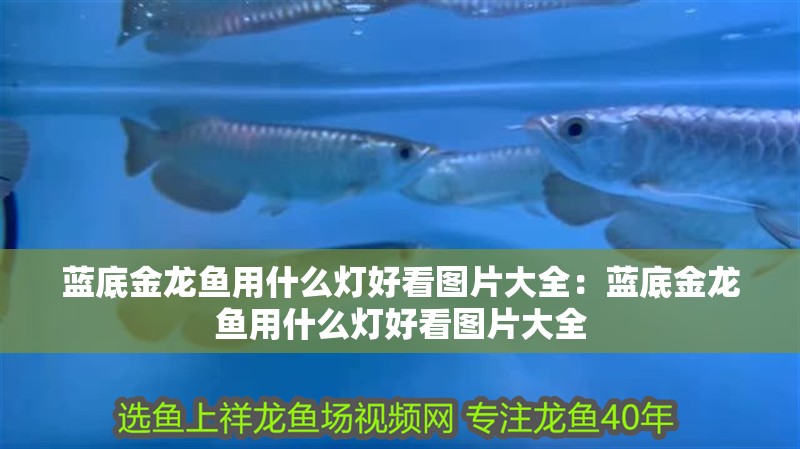 藍(lán)底金龍魚(yú)用什么燈好看圖片大全：藍(lán)底金龍魚(yú)用什么燈好看圖片大全