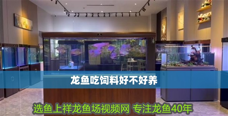 龍魚吃飼料好不好養