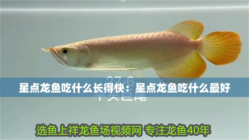 星點(diǎn)龍魚吃什么長得快:星點(diǎn)龍魚吃什么最好 水族問答 星點(diǎn)龍魚吃什么長得快:星點(diǎn)龍魚吃什么最好 星點(diǎn)龍魚吃什么長得快:星點(diǎn)龍魚吃什么最好 水族問答