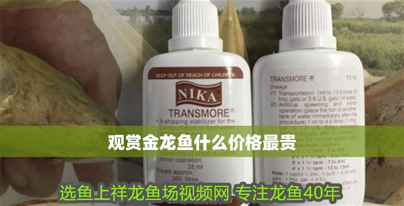 觀賞金龍魚什么價(jià)格最貴