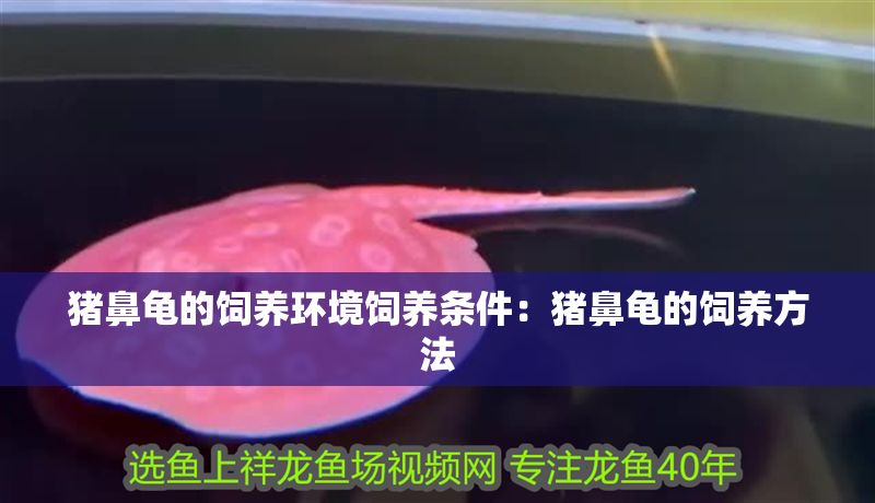 豬鼻龜的飼養環境飼養條件：豬鼻龜的飼養方法