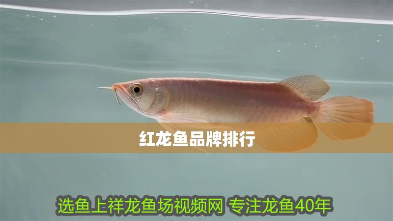 紅龍魚品牌排行