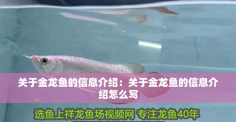 關于金龍魚的信息介紹：關于金龍魚的信息介紹怎么寫