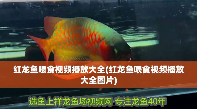 紅龍魚喂食視頻播放大全(紅龍魚喂食視頻播放大全圖片)