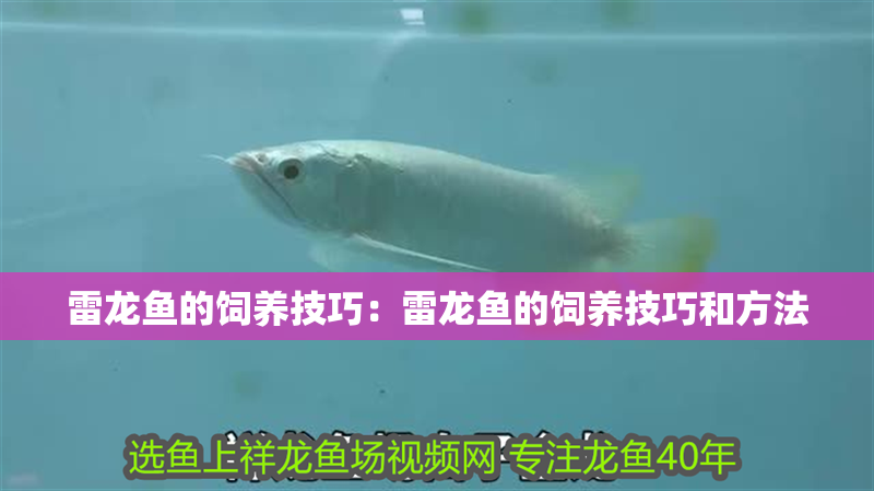 雷龍魚的飼養技巧：雷龍魚的飼養技巧和方法