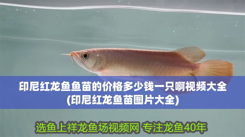 印尼紅龍魚魚苗的價格多少錢一只啊視頻大全(印尼紅龍魚苗圖片大全)