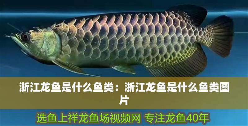 浙江龍魚是什么魚類：浙江龍魚是什么魚類圖片