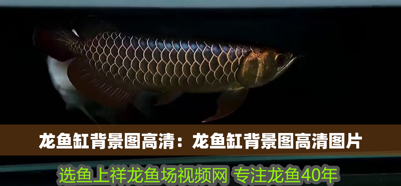 龍魚缸背景圖高清：龍魚缸背景圖高清圖片