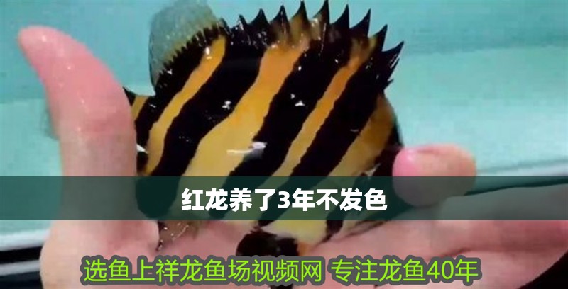 紅龍養(yǎng)了3年不發(fā)色