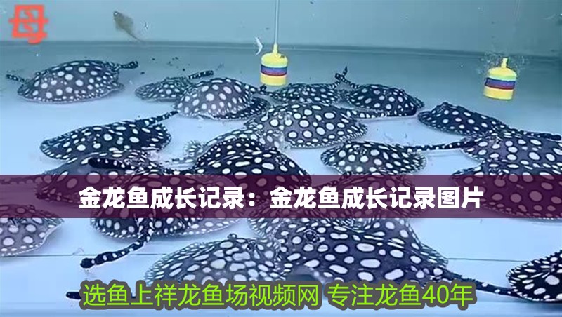 金龍魚成長記錄：金龍魚成長記錄圖片